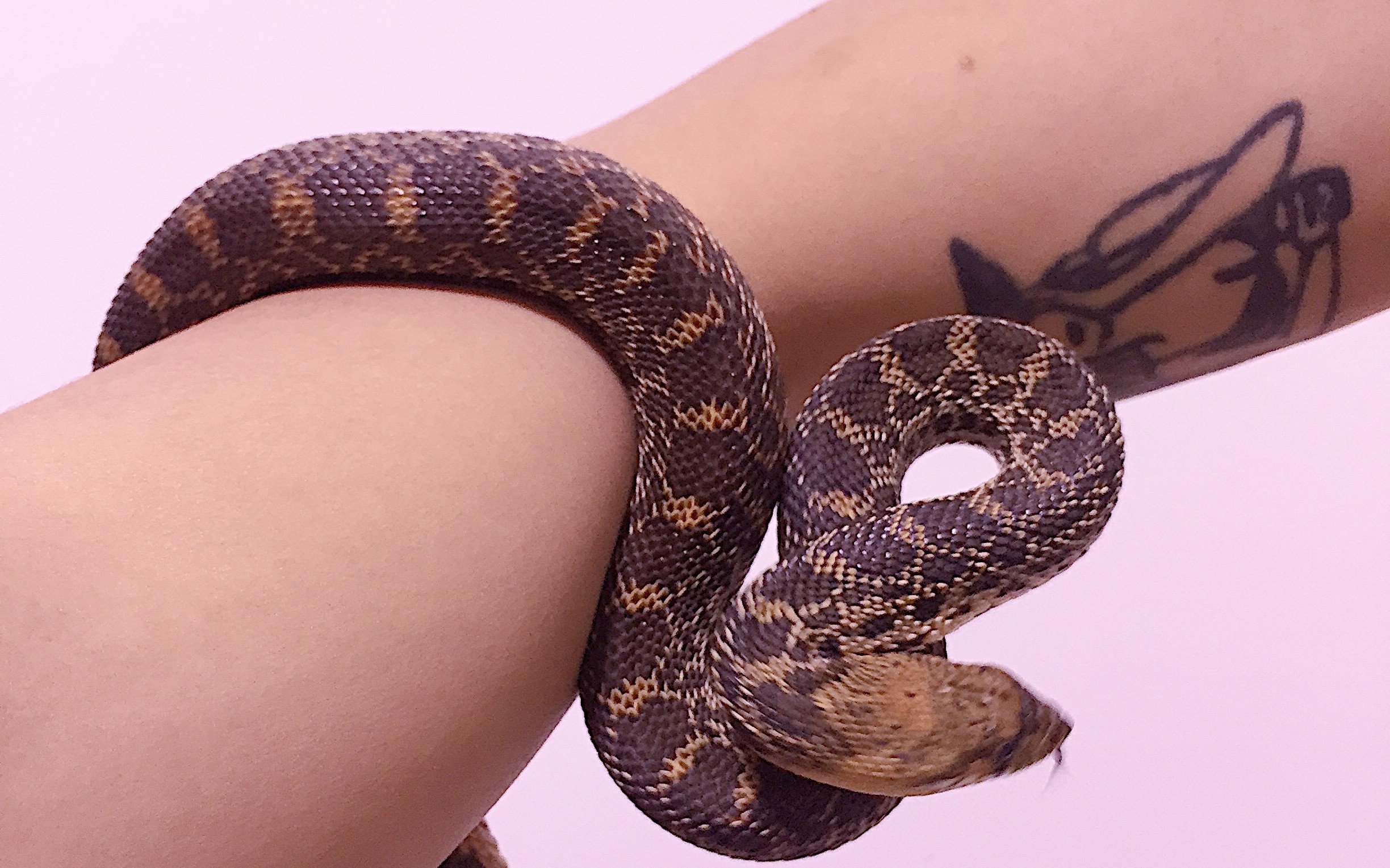 牛蛇蜕皮前泡个澡.