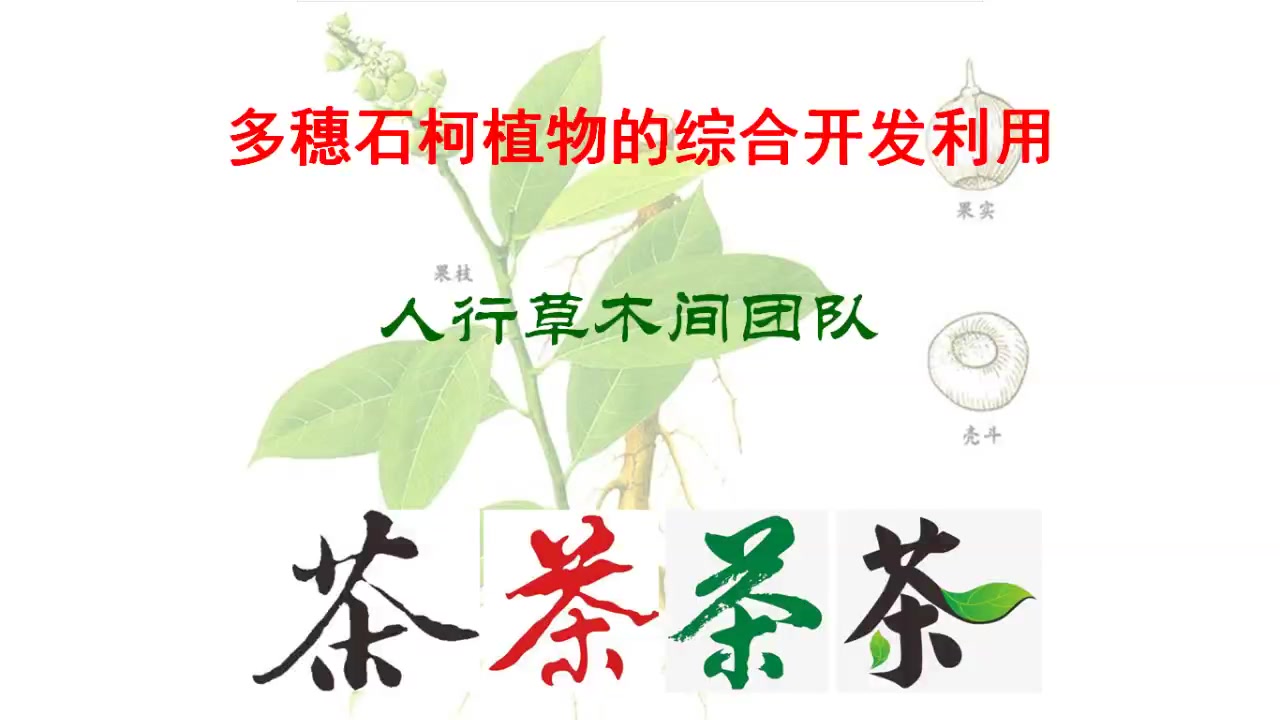 多穗石柯植物的综合开发利用20200414哔哩哔哩bilibili