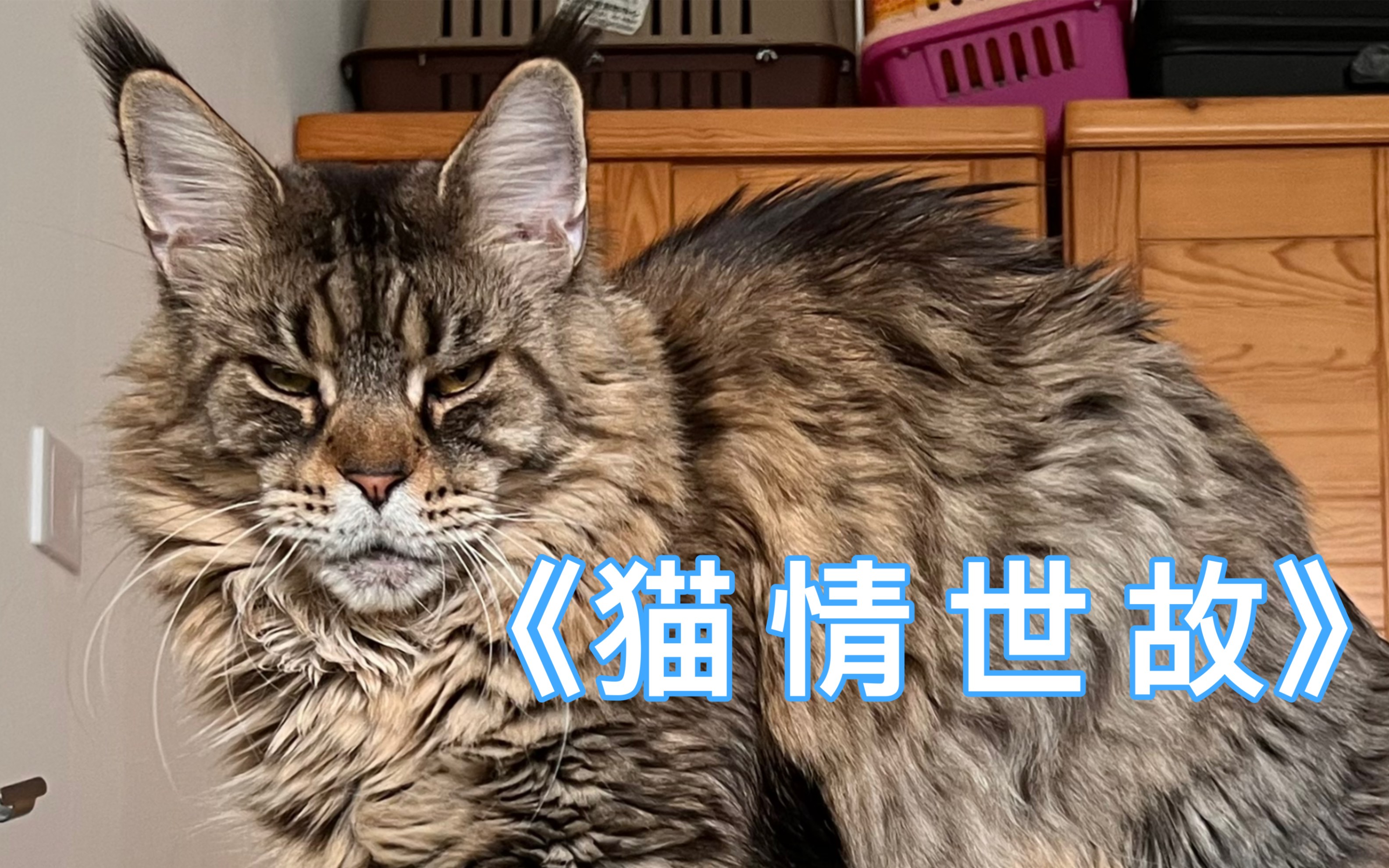 又是和缅因猫泰哥斗智斗勇的一天