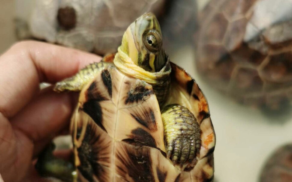 六十包邮腊戌拟水龟开箱.up能不能捡漏成功?