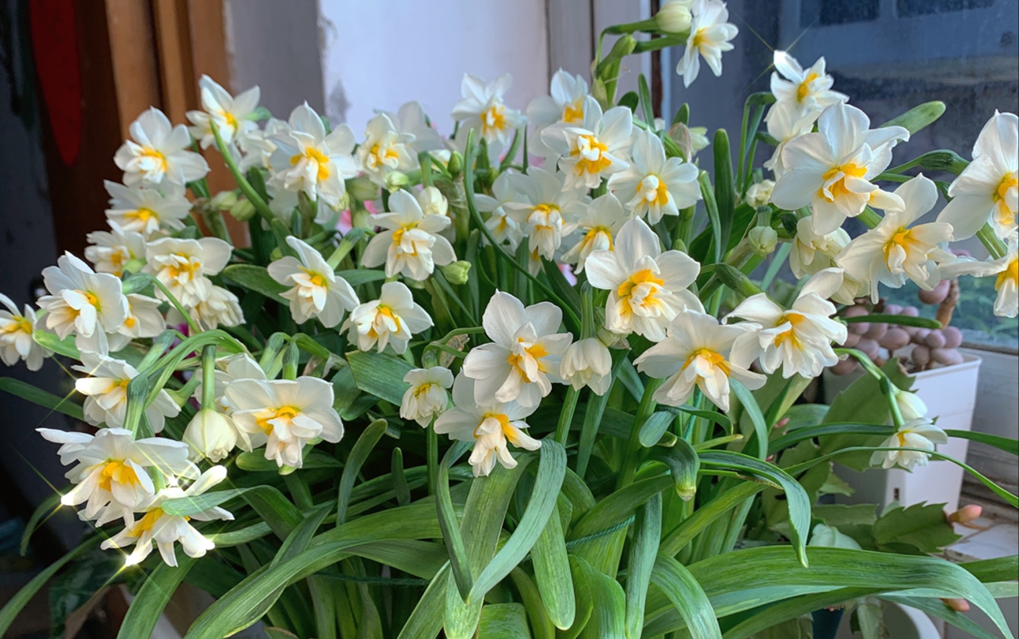 记录重瓣水仙玉玲珑的盛放