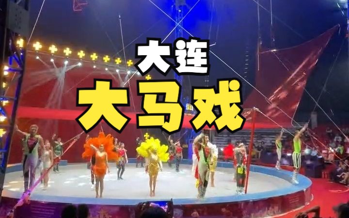 大连大马戏表演哔哩哔哩bilibili