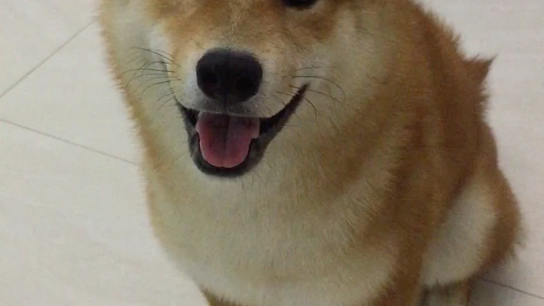 柴犬wink_哔哩哔哩_bilibili