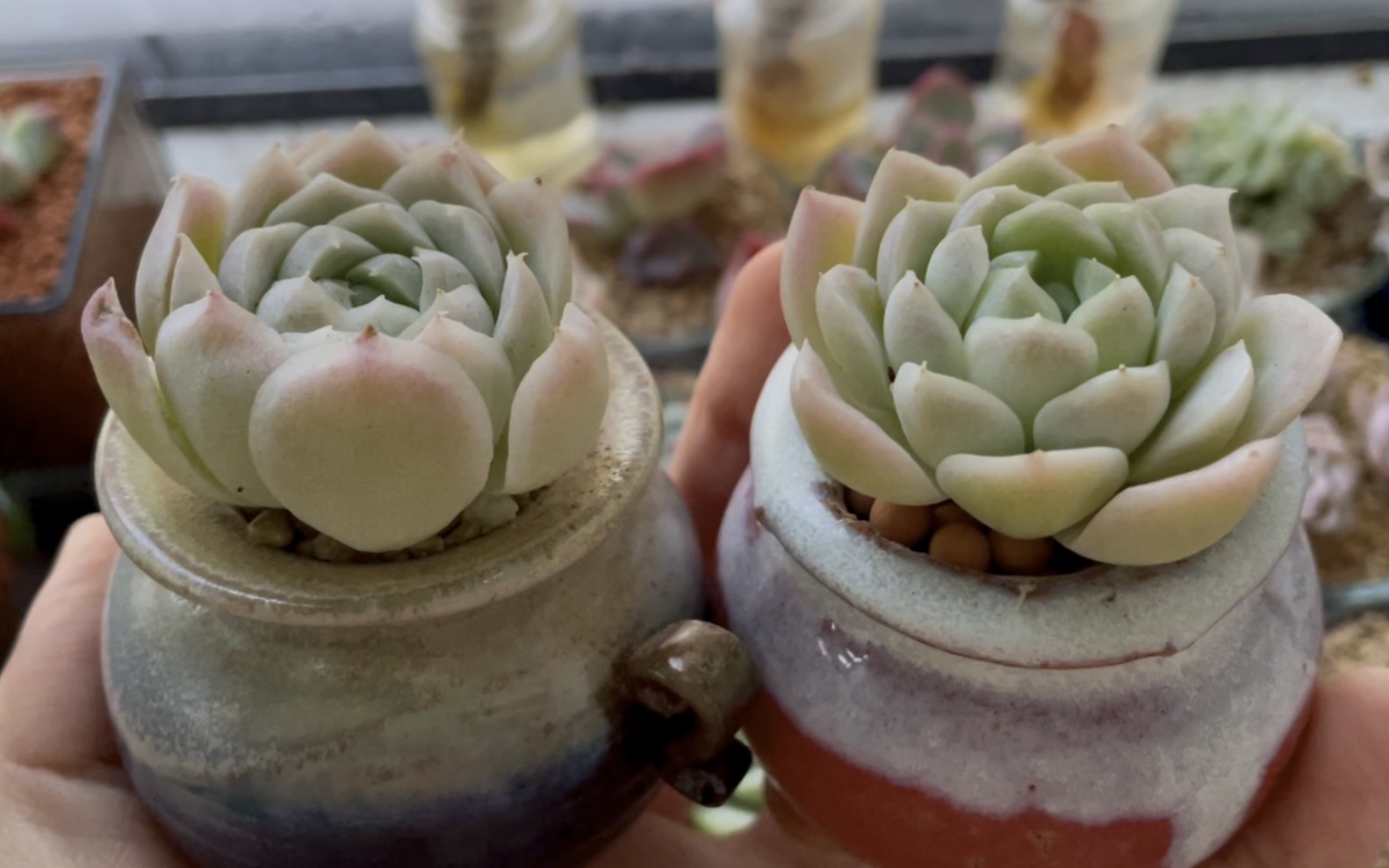 多肉白女王白杂,活力土vs配土实验对比!看一个月后状态变化,等