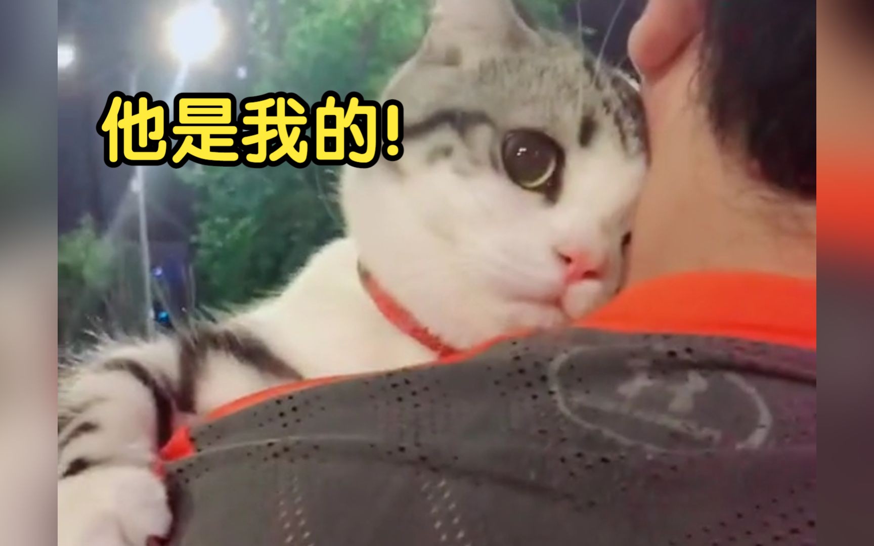 [图]猫:坏女人！他是我的男朋友！