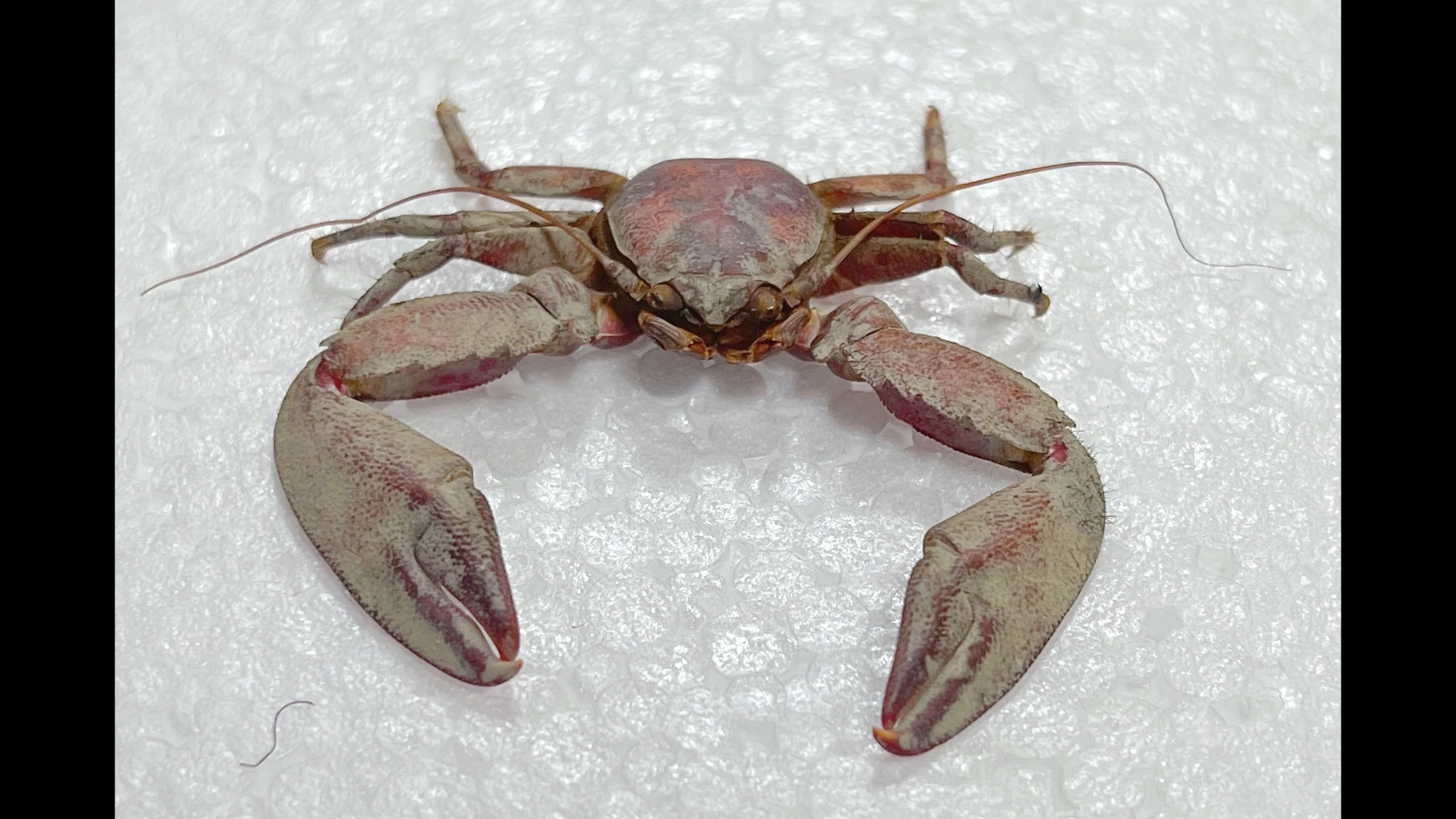 螃蟹的螃蟹……寄居蟹的穷亲戚,因为它没有房子#螃蟹02 日本岩瓷蟹