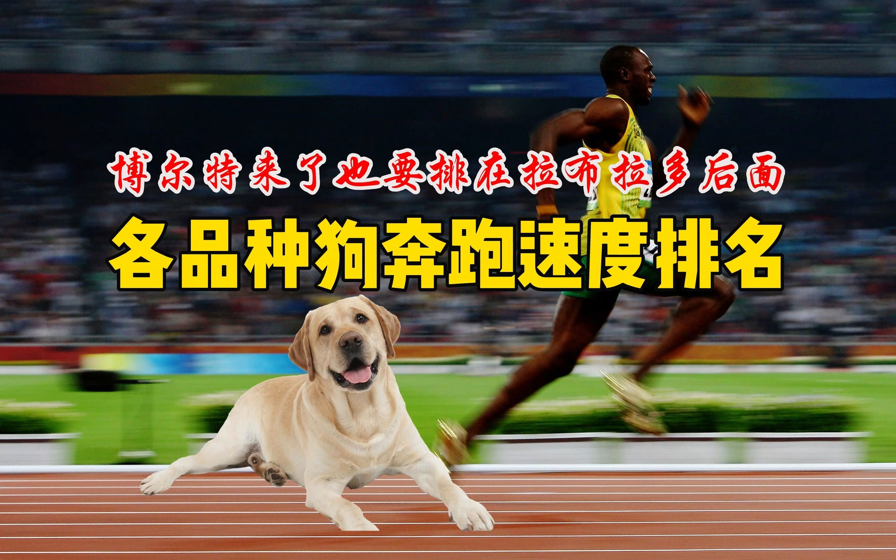 不同品种狗狗奔跑速度排名,真没想到能跑这么快!