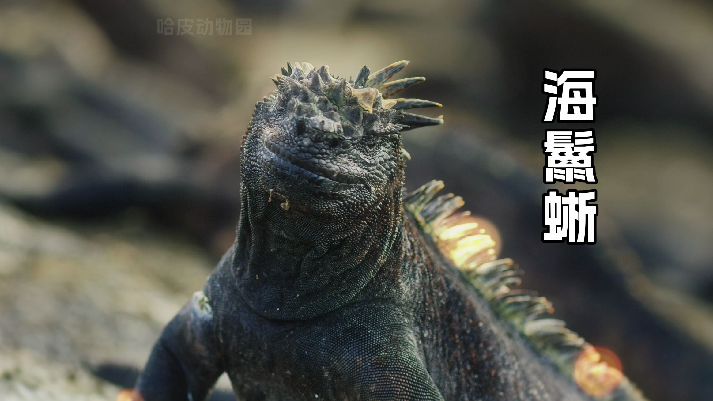 海鬣蜥(哥斯拉mini)是现存唯一半海生性的蜥蜴.