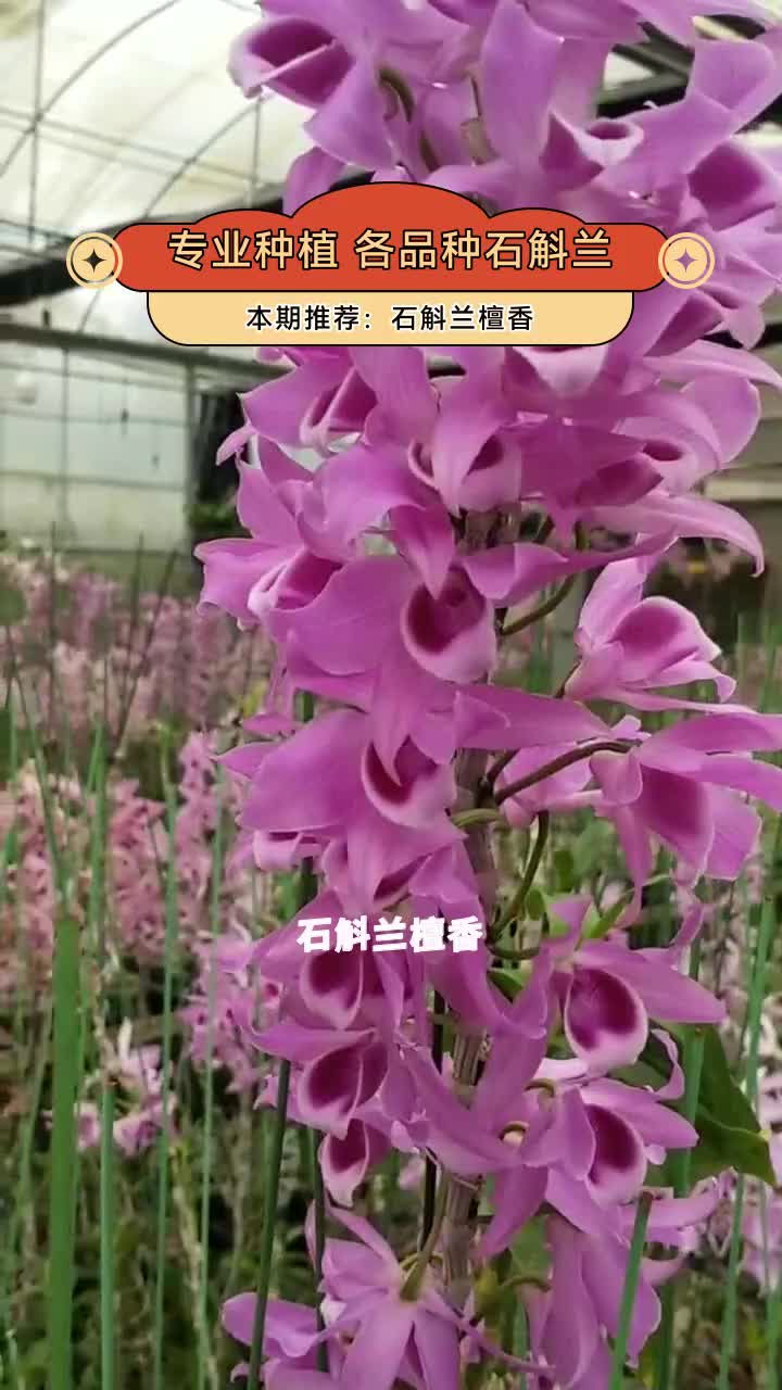 鲜石斛齿瓣功效图片