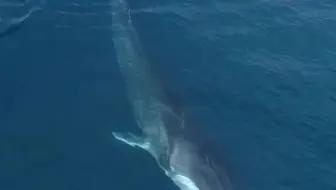 澳大利亚海岸，长须鲸与两条伴游的海豚