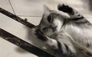 虫瘿果 搜索结果 哔哩哔哩 Bilibili