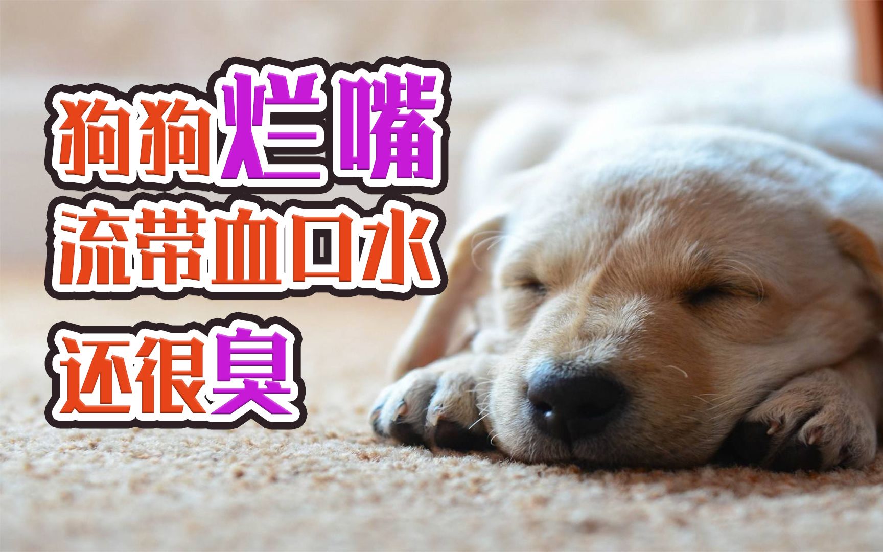 狗狗烂嘴流带血口水还很臭