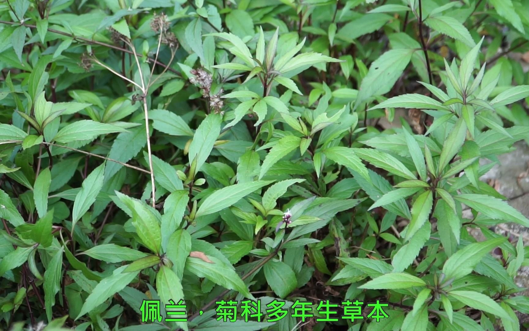 [图]佩兰（菊科）—常见山野植物，可以做香囊的原料，马王堆都有发现