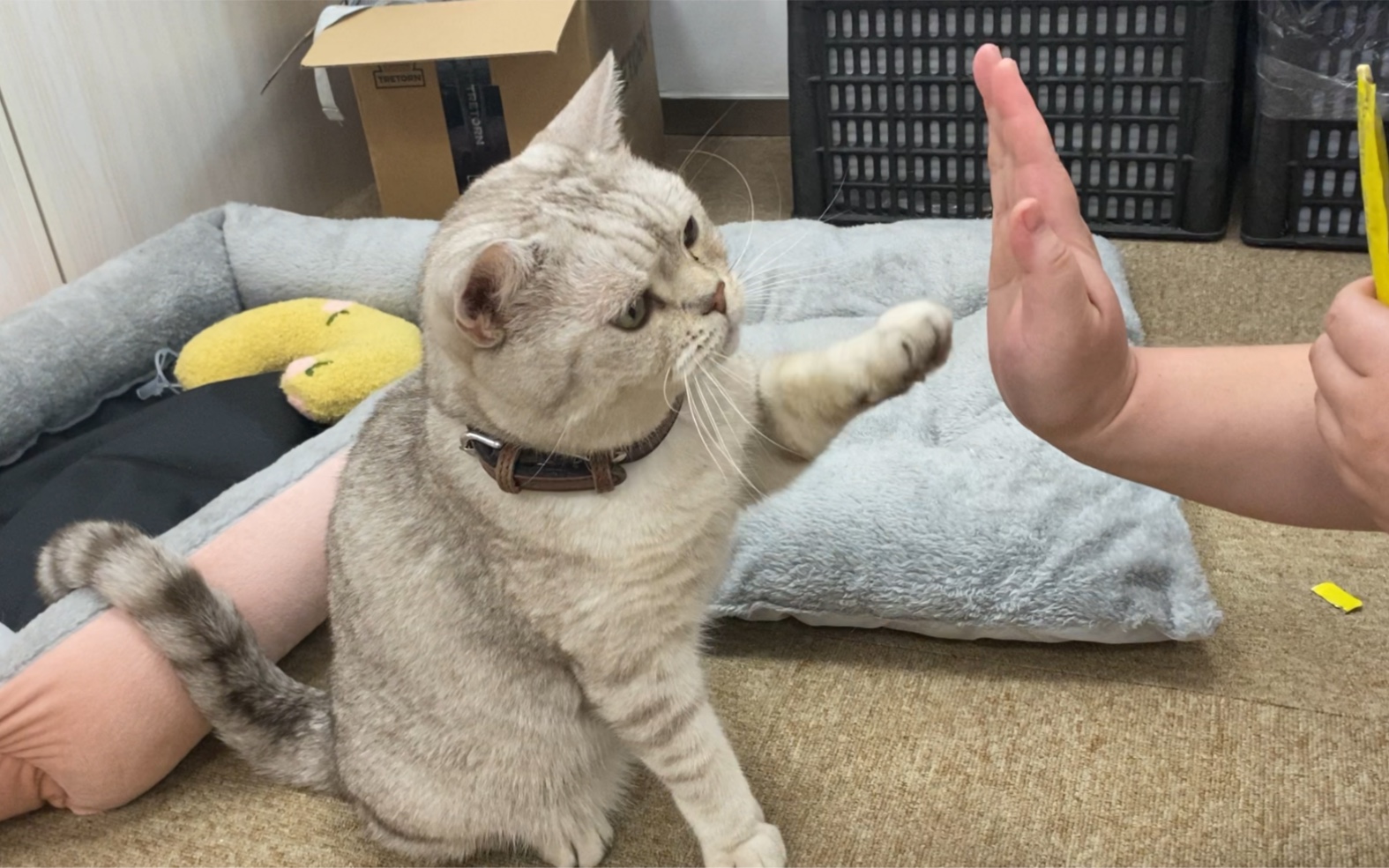 对猫友好的手势图片