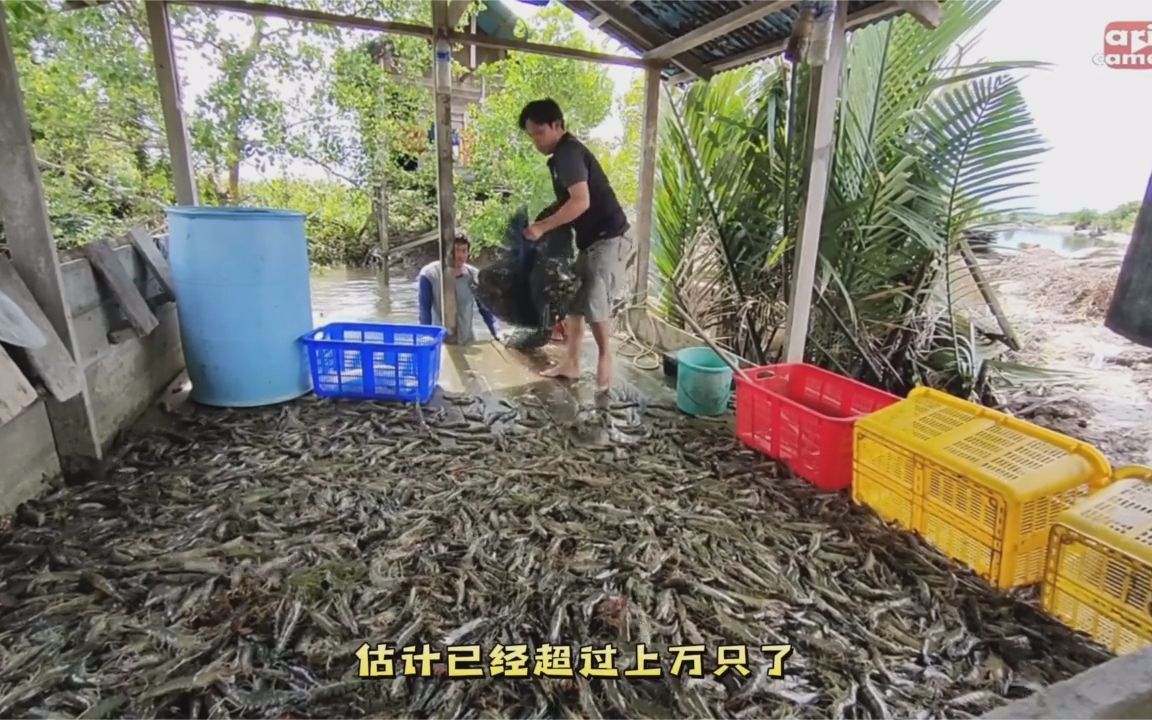 印尼野生竹节虾泛滥,当地人一次捕捞上万只,抓给动物当饲料喂养哔哩哔哩bilibili