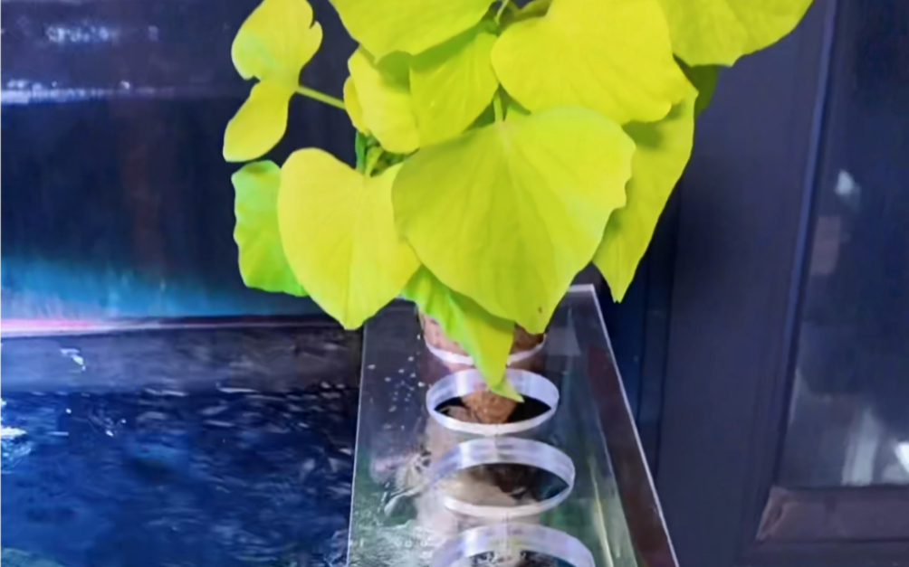 鱼缸水培红薯成功啦