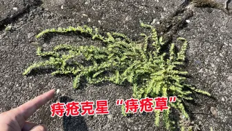农村不起眼的“痔疮草”，可是痔疮的克星，赶紧认识并了解一下