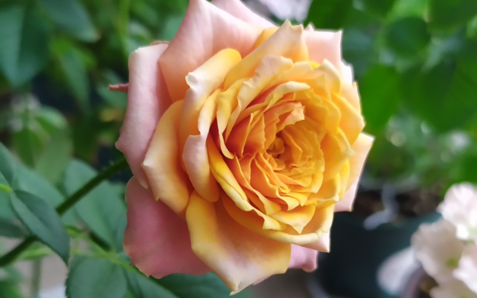 【月季】那不勒斯与甜点_哔哩哔哩 (゜-゜)つロ 干杯~-bilibili