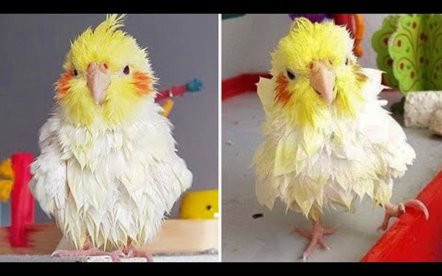 【鹦鹉】搞笑鹦鹉合辑 39