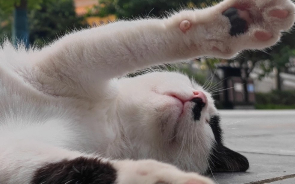 西安兴善寺的 小禅猫