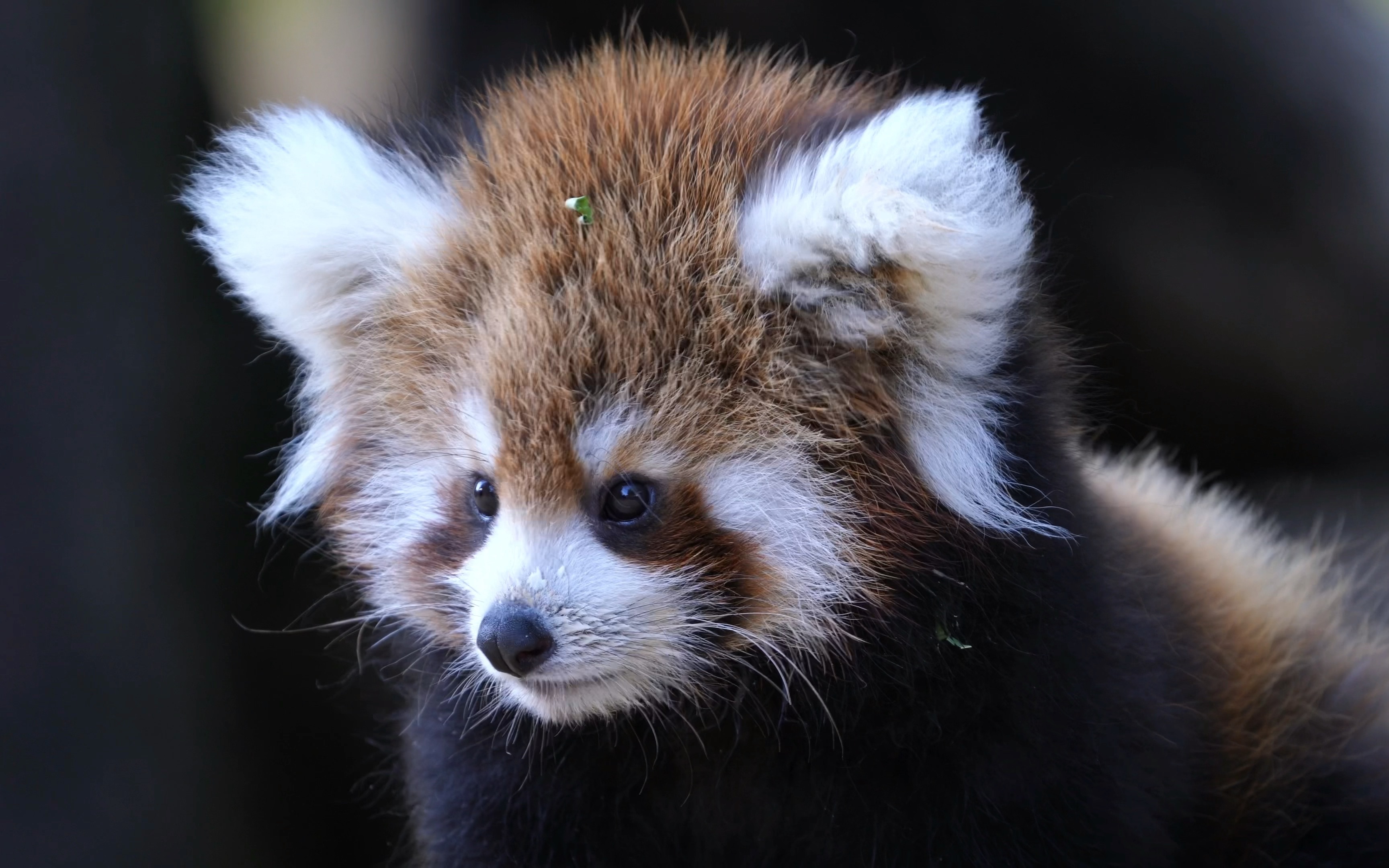 【4k动物纪实】广动小熊猫迪迪