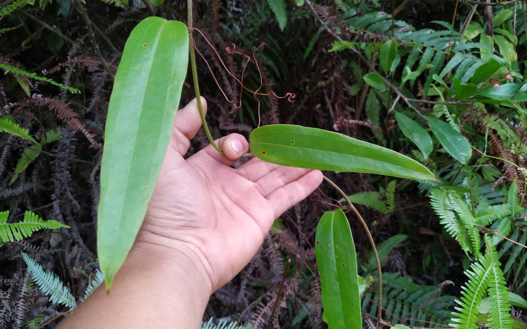客家人叫它硬饭头,学名:土茯苓,煲汤味道甘好处多,大家认识下_哔哩
