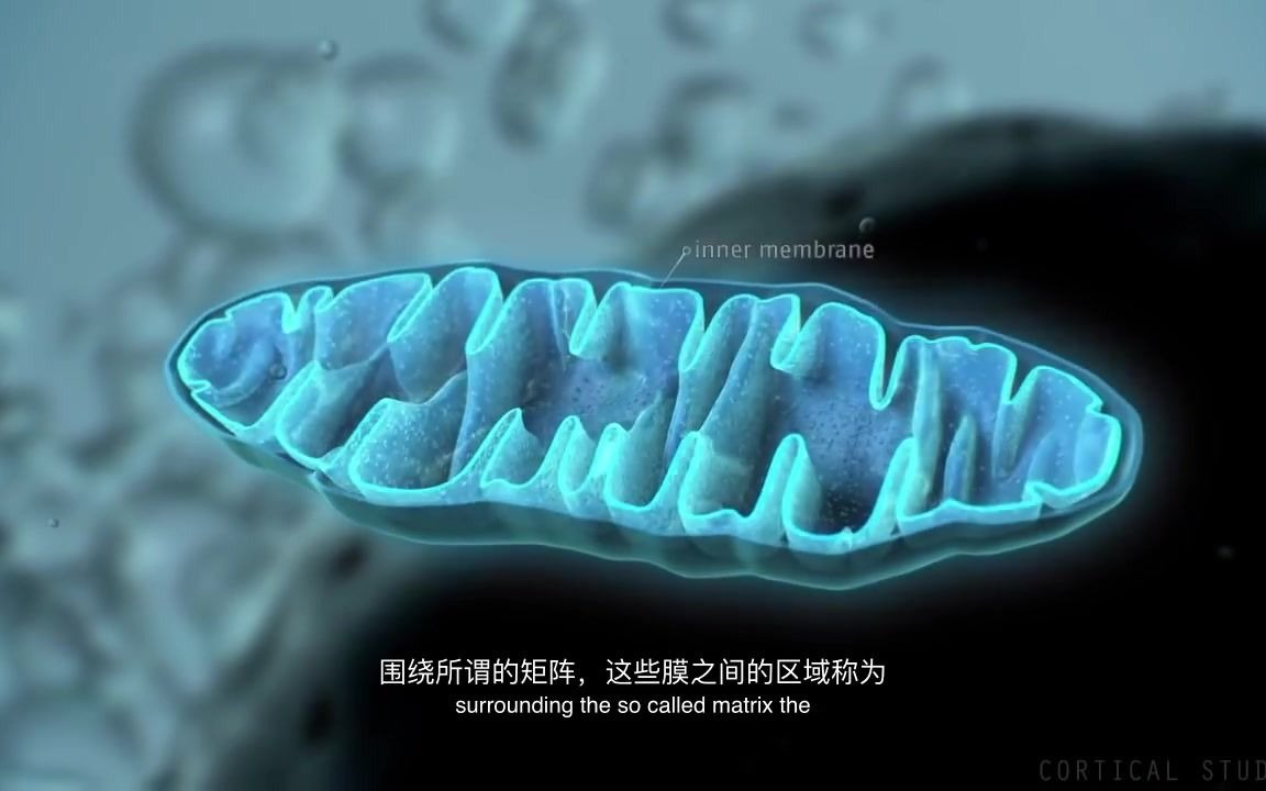 [图]【中英字幕】线粒体如何产生能量 三维动画 How Mitochondria Produce Energy