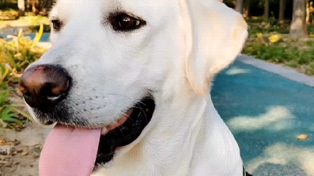 拉布拉多 超级帅气 天气好日常遛狗