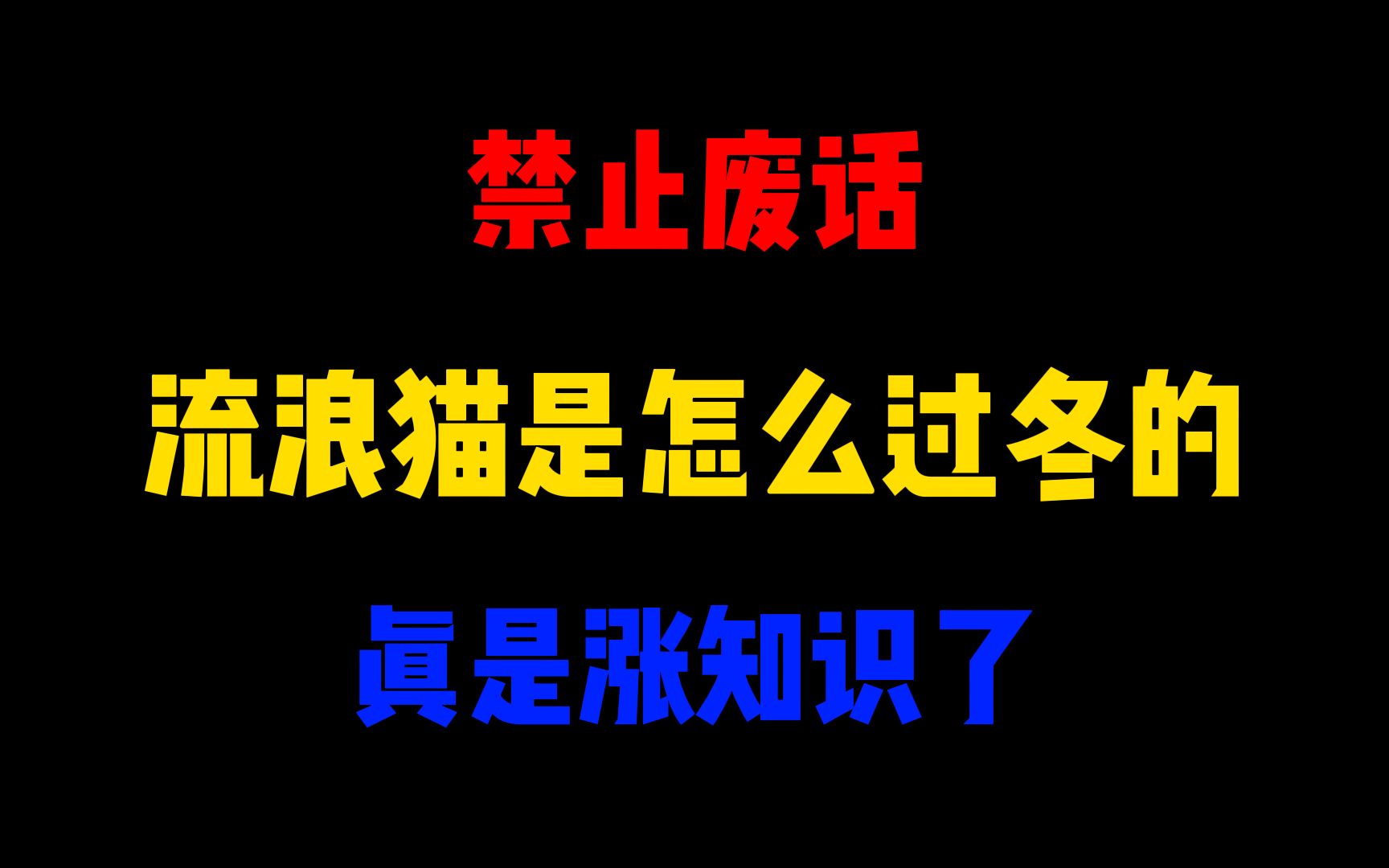 禁止废话:流浪猫是怎么过冬的?涨知识了哔哩哔哩bilibili