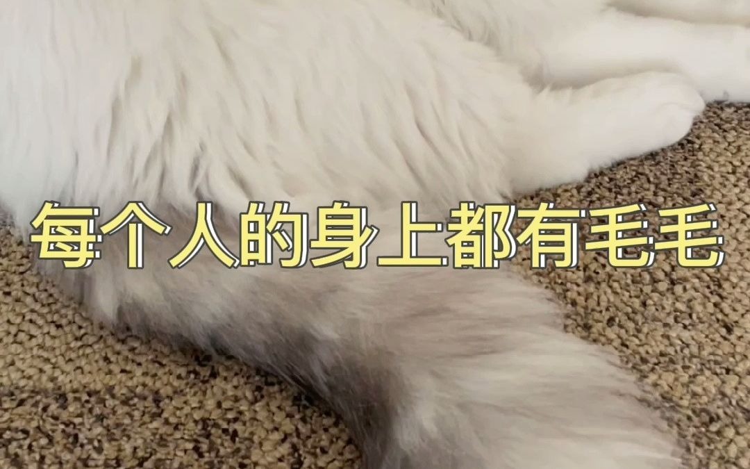 每个人的身上都有毛毛