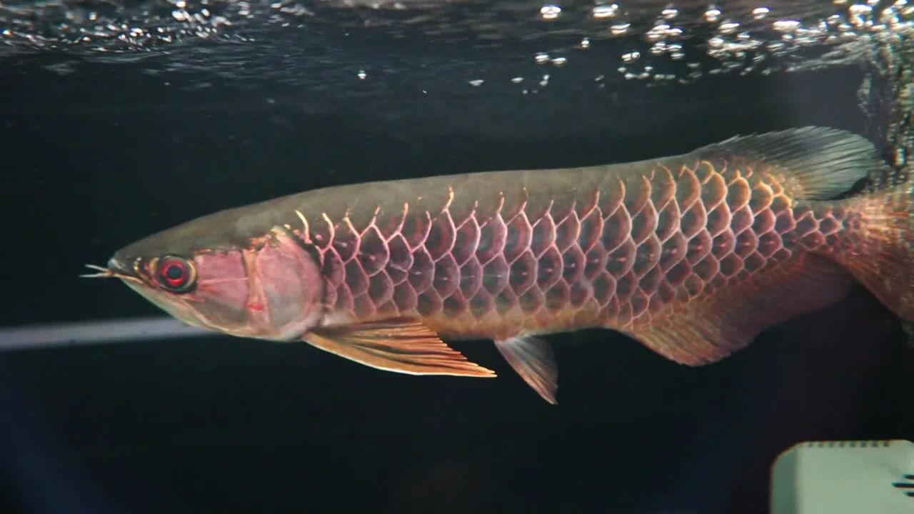 极上蓝底-黑金刚_哔哩哔哩 (゜-゜)つロ 干杯~-bilibili