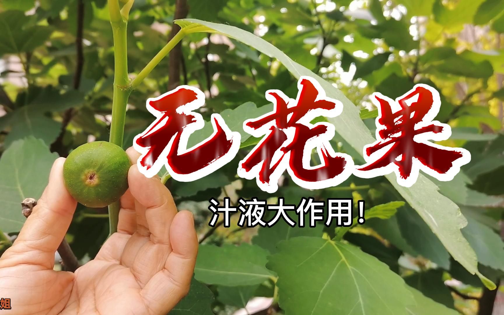 无花果的汁液的功效(无花果汁液的功效:美容养颜,降血压,调理肠胃)