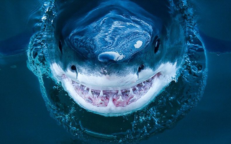 深海惊魂大白鲨图片