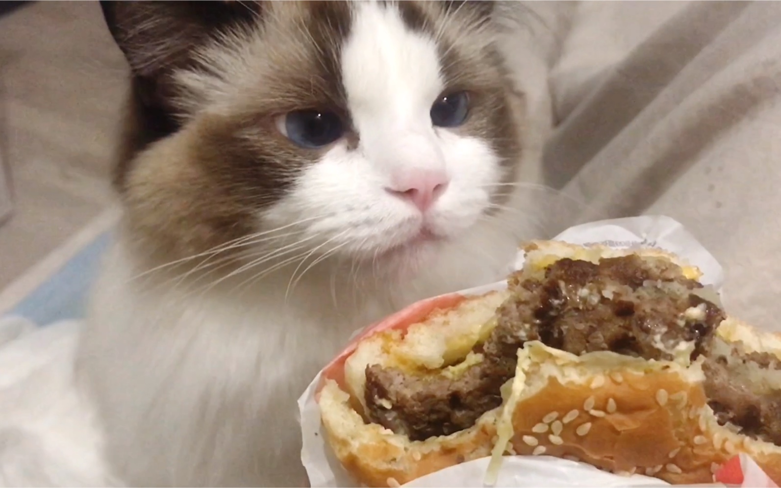 好想吃汉堡啊 为什么我养的猫这么馋 不给吃还对我生气 笑死我了
