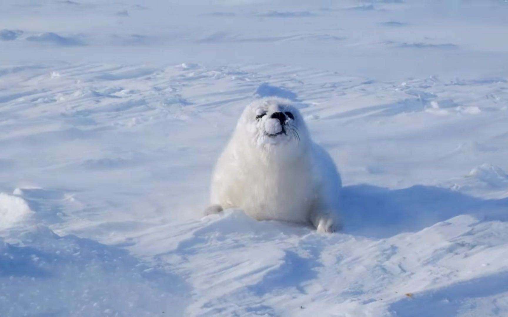 在暴雪中不能把面上雪弄走的小海豹(baby harp seal ch)