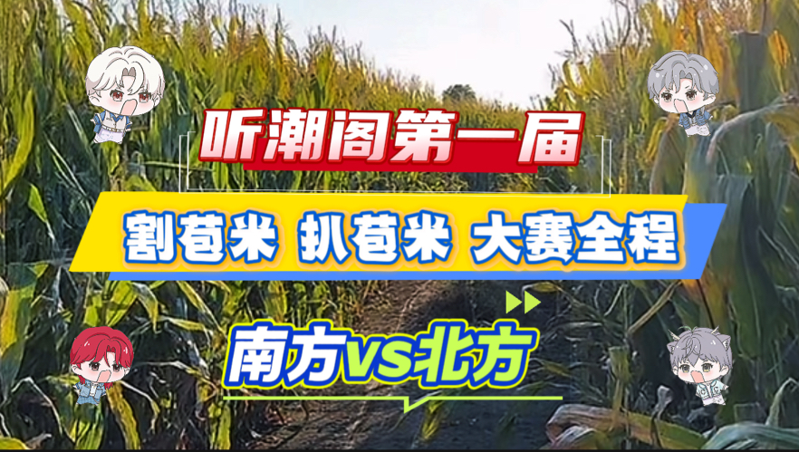 割苞米扒苞米，南方北方哪家强，请看大赛全程！