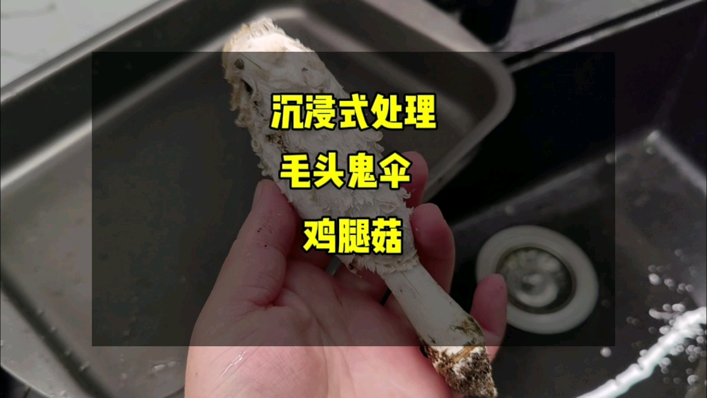 沉浸式处理鸡腿蘑菇(毛头鬼伞)哔哩哔哩bilibili