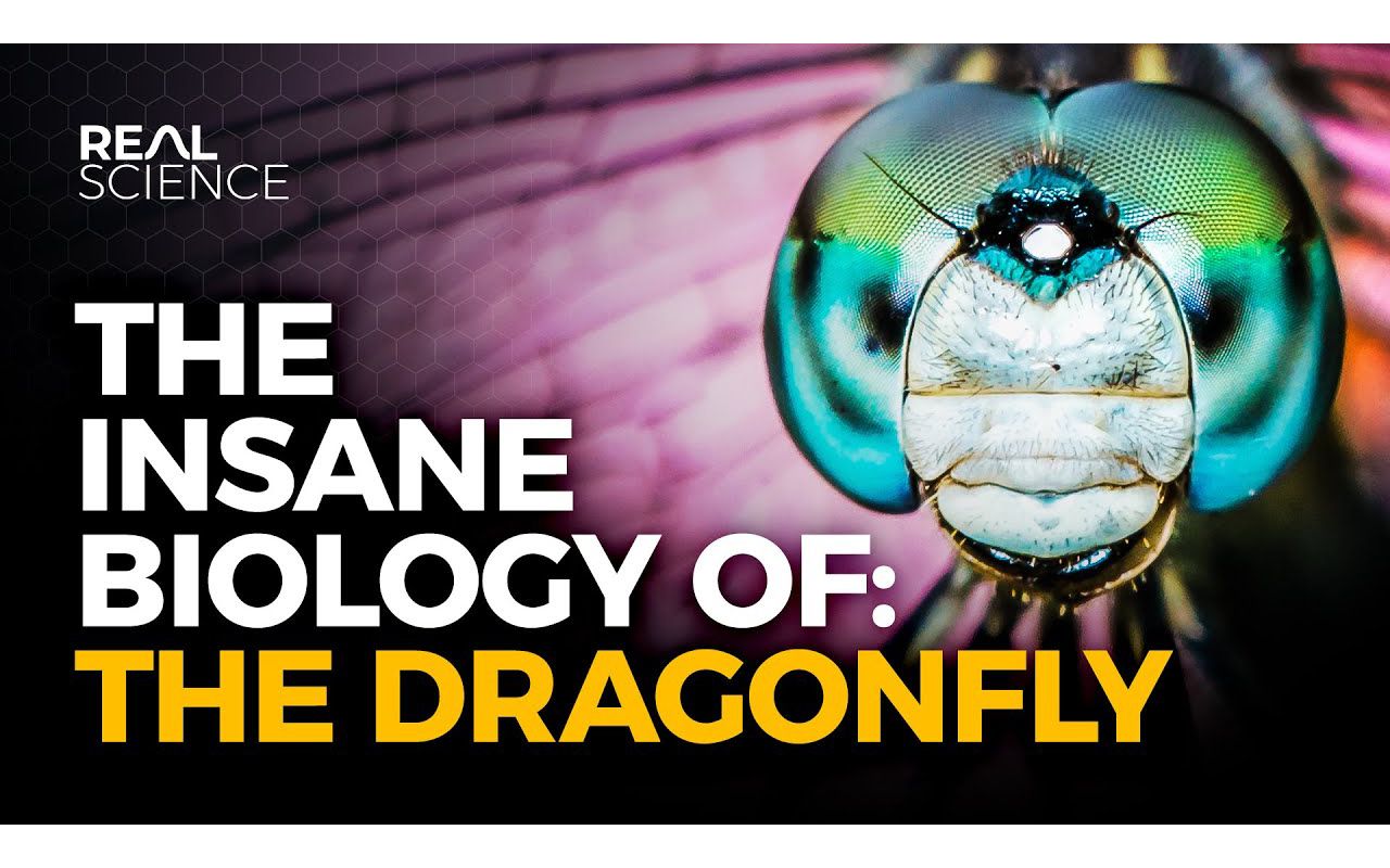 [图]The Insane Biology of： The Dragonfly