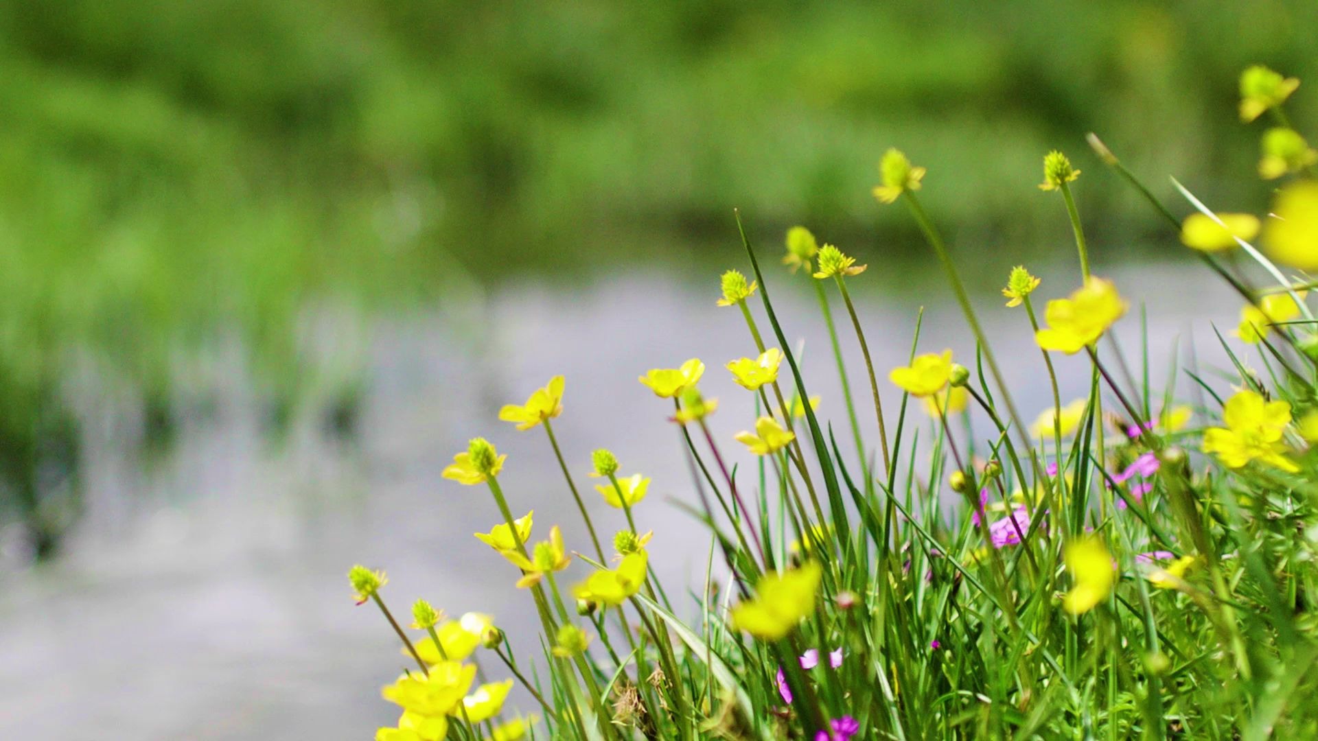 夏天已经过去,当雄草原送你秋季限定的小黄花,为什么是秋季?你知道吗?
