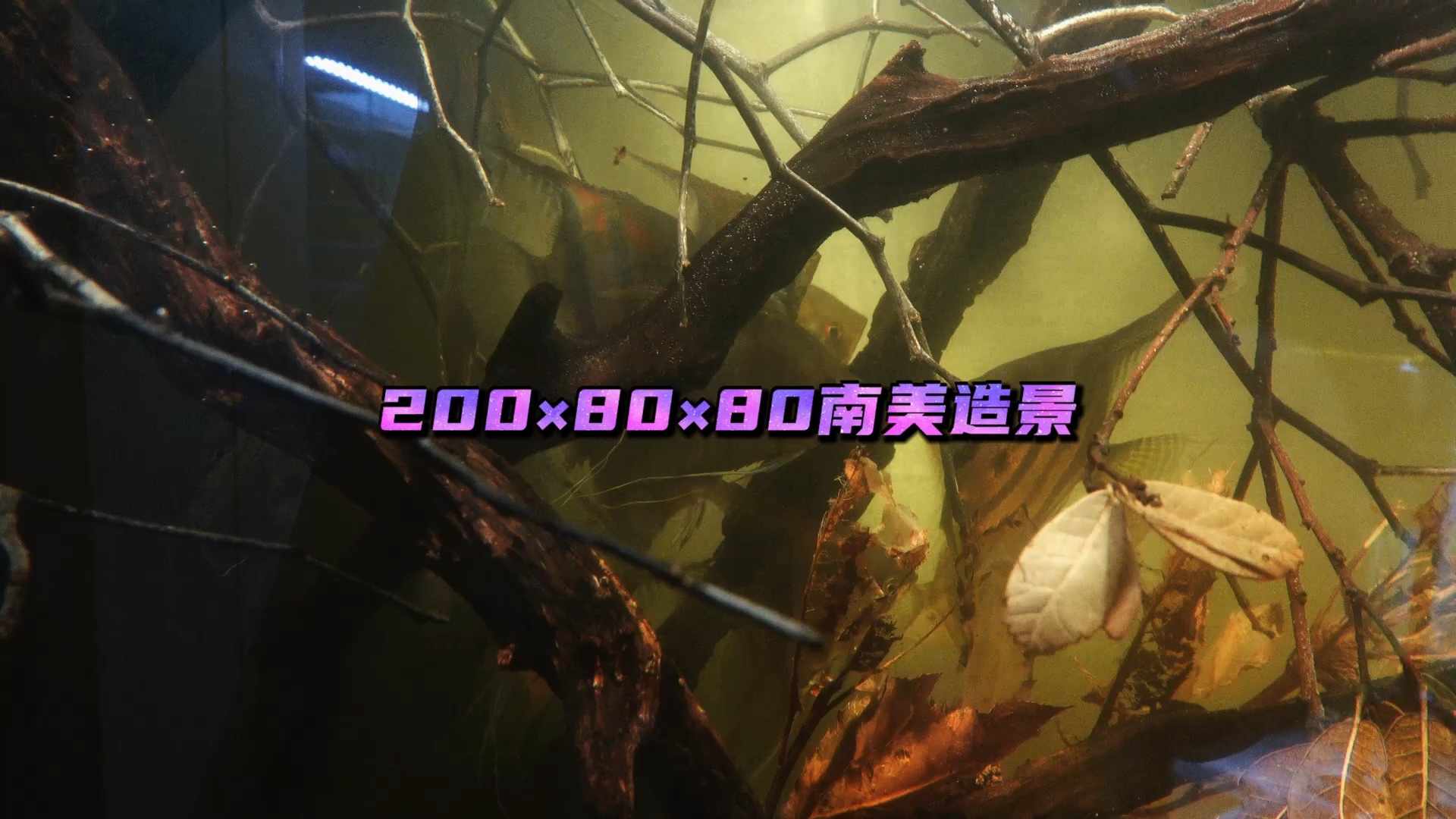 200×80×80南美造景 #藤纹 #南美缸 #埃及神仙 #原生造景 #原生缸