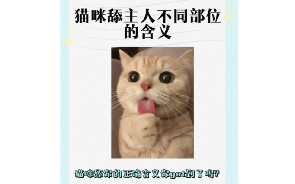 养猫小技巧144:猫咪舔主人的哪些部位是什么意思,铲屎官们快来看看吧!哔哩哔哩bilibili