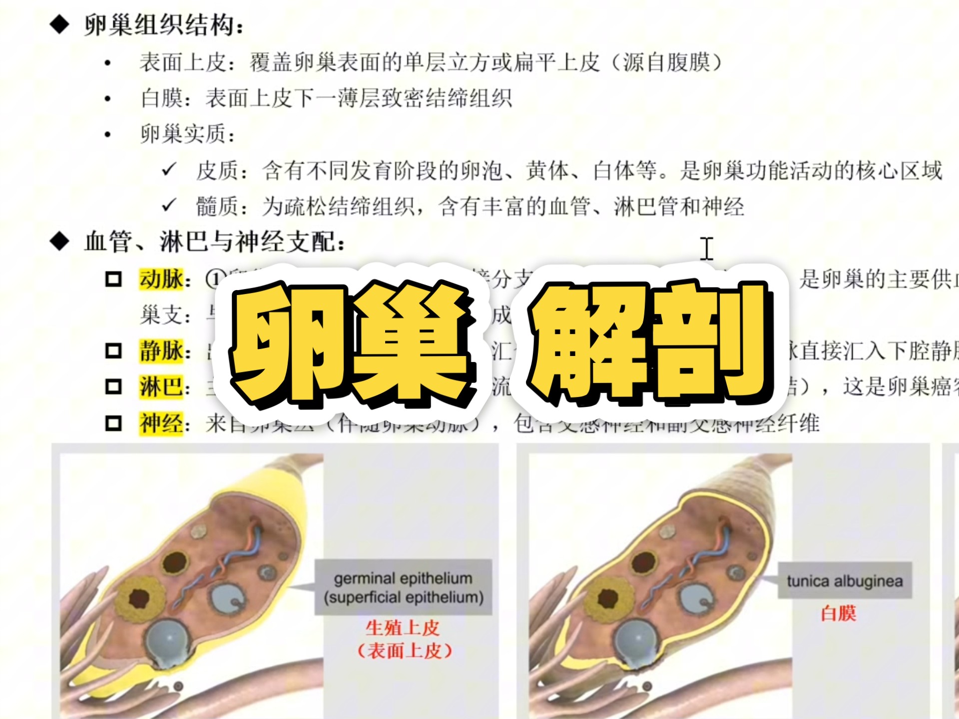 卵巢解剖,速来学习吧