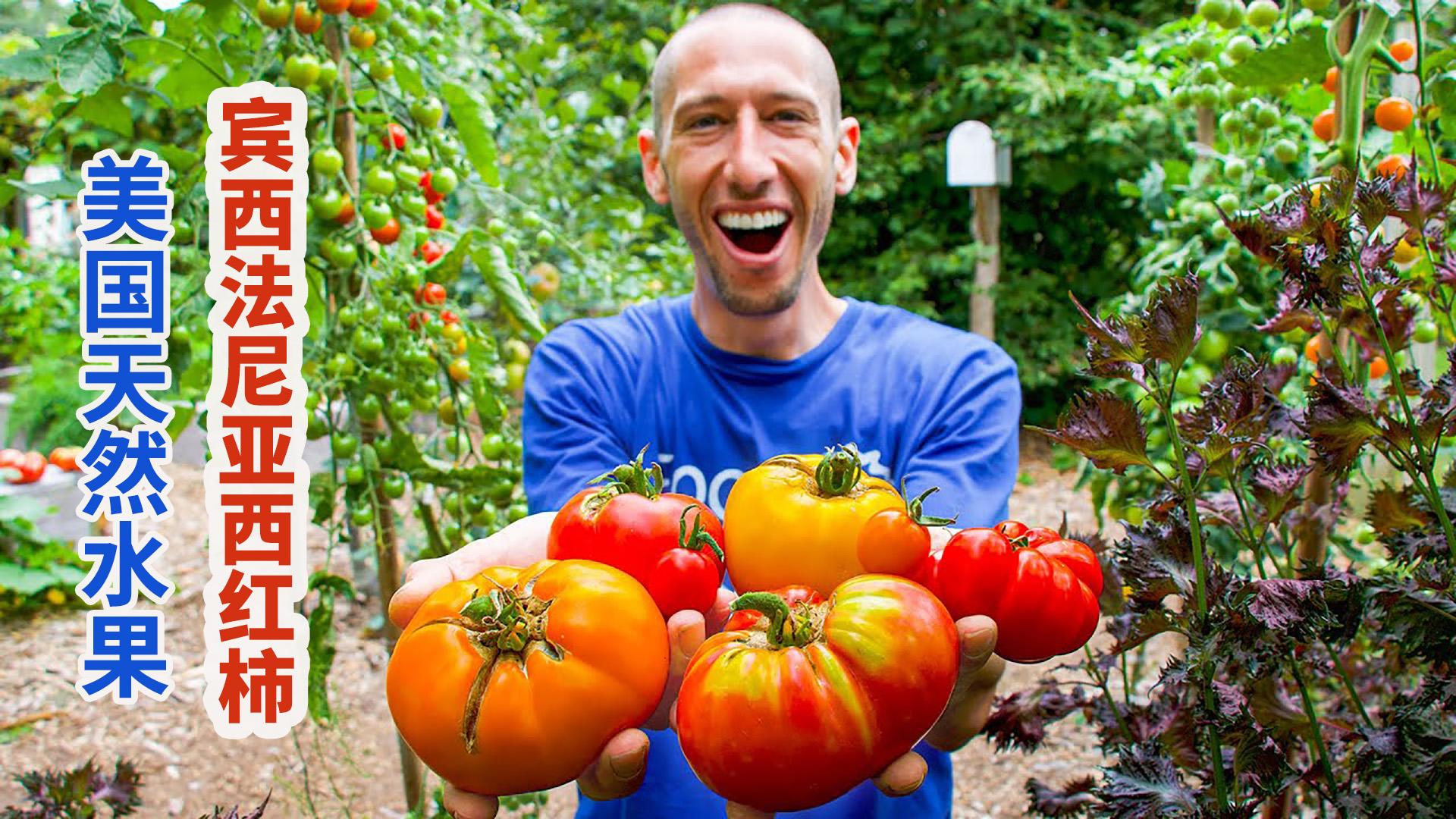 美国宾夕法尼亚州祖传西红柿,皮薄汁浓原生态高级食材