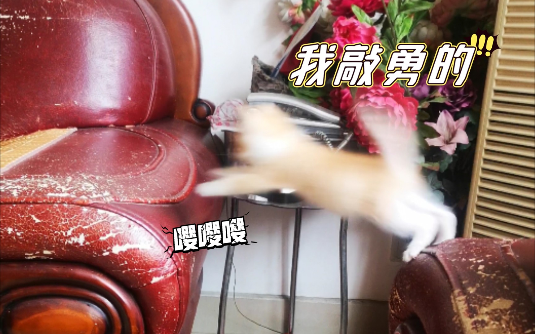 活动作品奶猫橘猫我超勇的