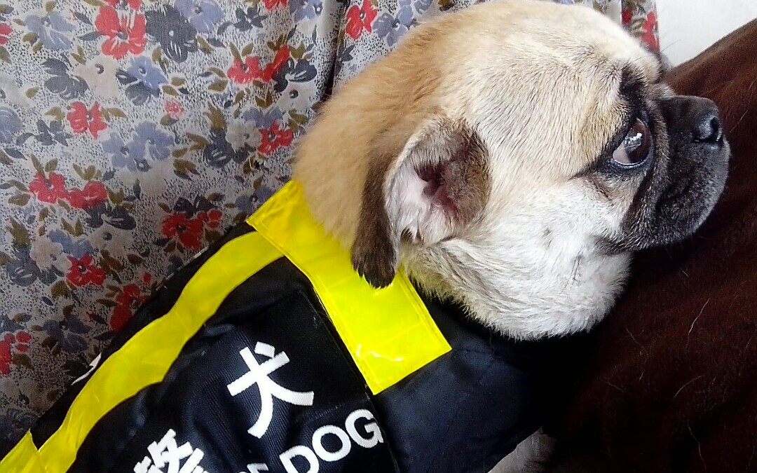 必杀-屎忽毒龙钻