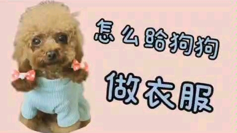 怎么给狗狗做衣服?进来我教你.哔哩哔哩bilibili