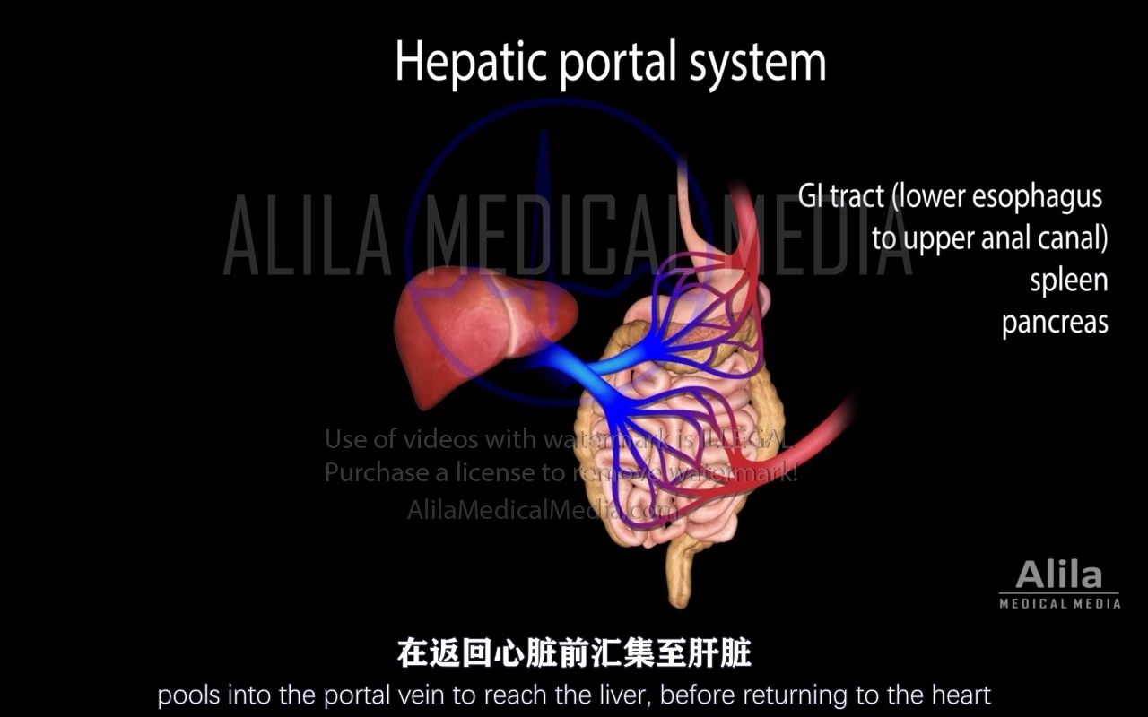 【Ailila Medical Media】66.门静脉系,肝门静脉系和肝功能哔哩哔哩bilibili