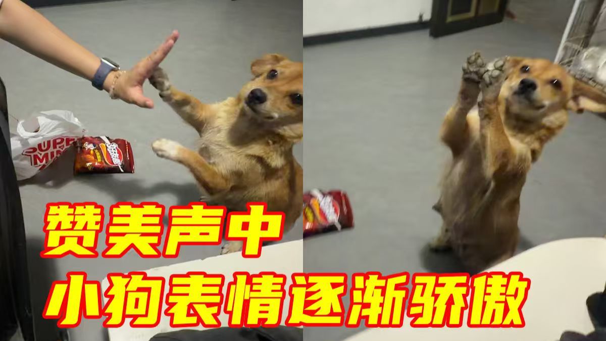 大家越夸，小狗表情越“骄傲”。网友：狗子似乎在赞美声中彻底“迷失自我”了～
