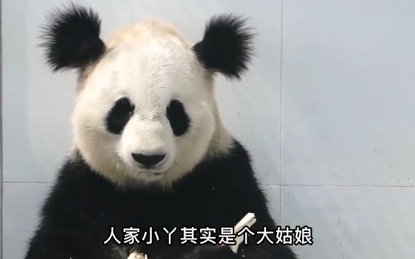 宝莲小丫巧克力熊七仔,盘点6只最有辨识度大熊猫,你知道第一名是谁吗