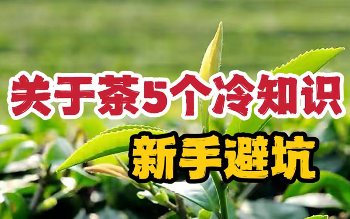 关于茶的5个冷知识,新手茶友建议收藏~入门避坑哔哩哔哩bilibili